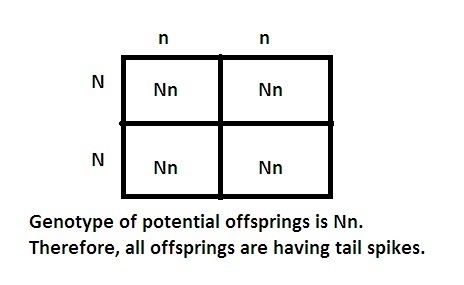 The allele for a tail spike (N) on a dragon is dominant while the allele for no tail-example-1