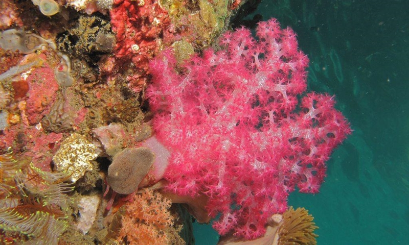 Rowan is doing a project on soft corals. Which is the correct way for Rowan to describe-example-2