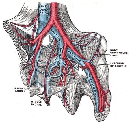 Is the common iliac vein anterior or posterior to the femoral artery?-example-1