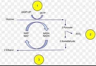 What process is described in the following diagram? (2 points) Two pyruvate molecules-example-1