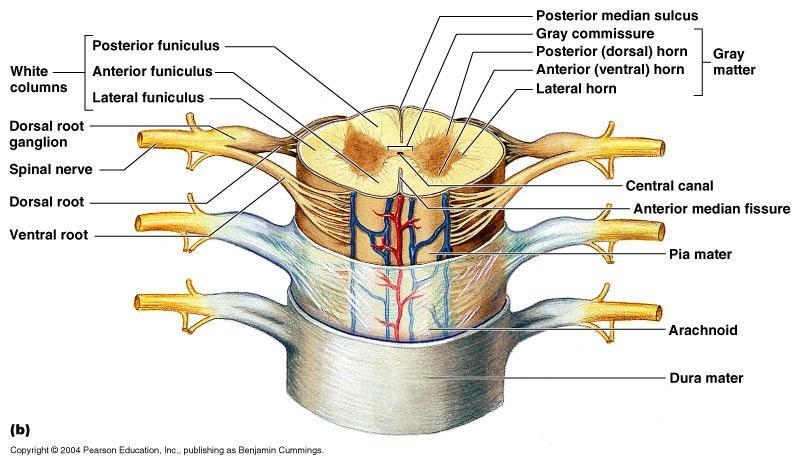 Identify the structures of the spinal cord-example-1