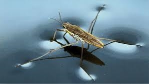 Which property of water allows some lightweight insects to walk on top of a pond and-example-3