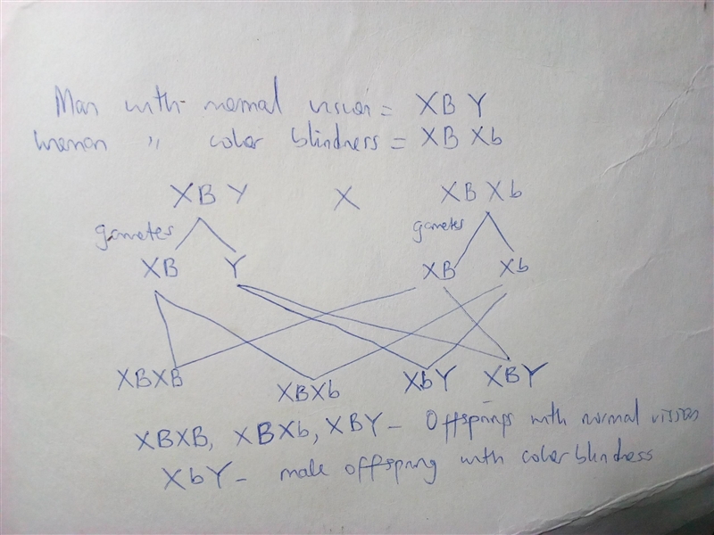 "a man with normal vision, xb y, and a woman who is a carrier for color blindness-example-1