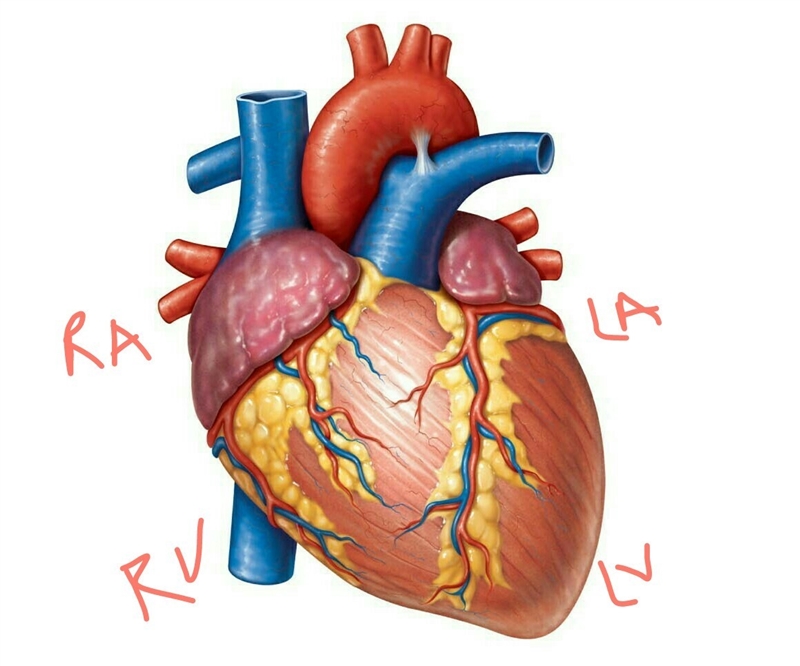 How many chambers are found in the mammalian heart? list these chambers in the order-example-1