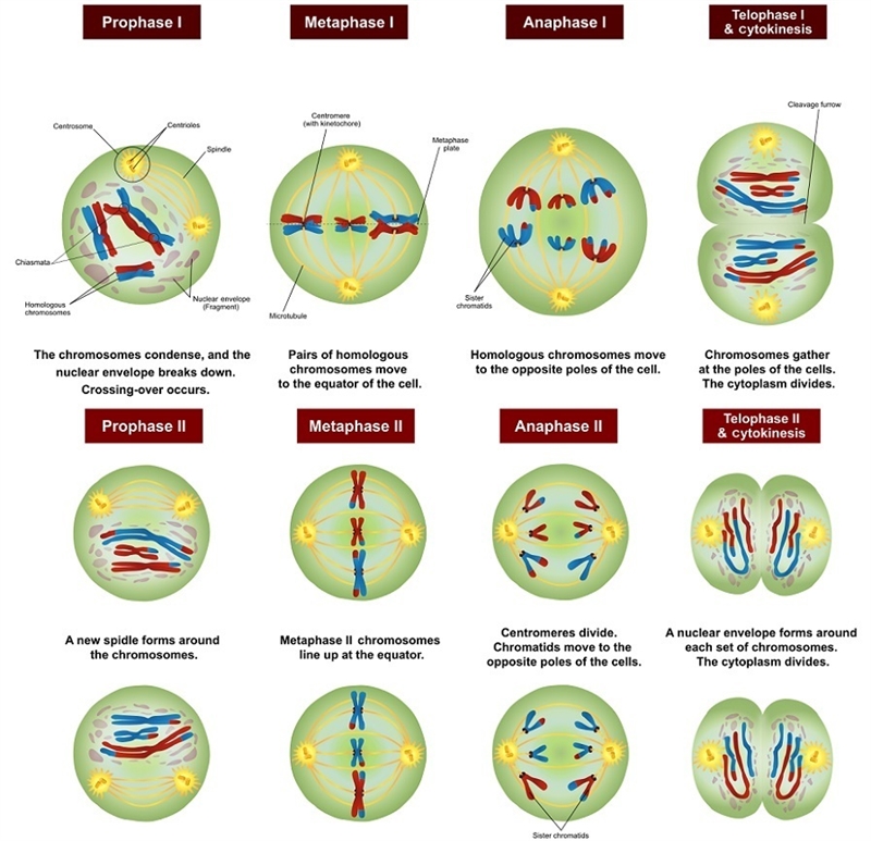 Chromosomes line up in the center of the cell during which phase?-example-1