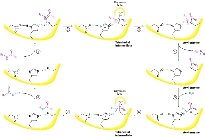 Put the steps of the mechanism of chymotrypsin catalysis in order from first to last-example-1