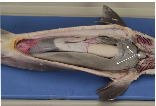 How is the inside surface area maximized in each animal dogfish shark?-example-3