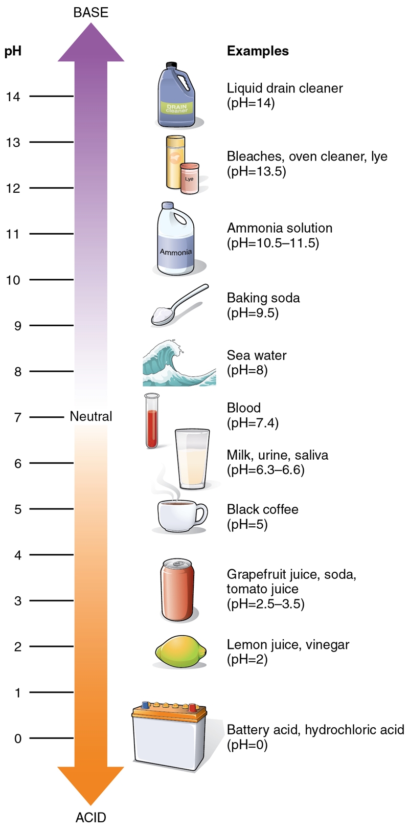 What does it mean to have a ph of “7”-example-1