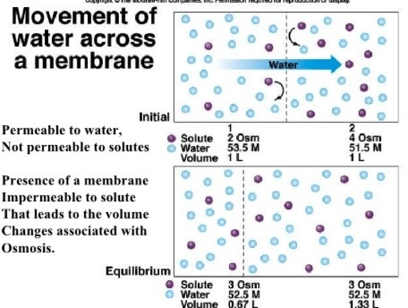 What happens if the membrane is not permeable to the solute?-example-1