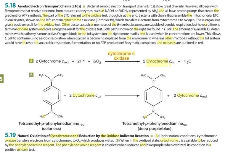 Provide a possible explanation as to why the phenylenediamine reagent reduces cytochrome-example-1