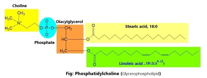 Complete hydrolysis of a glycerophospholipid yields glycerol, two fatty acids (18:2(δ9,12) and-example-1