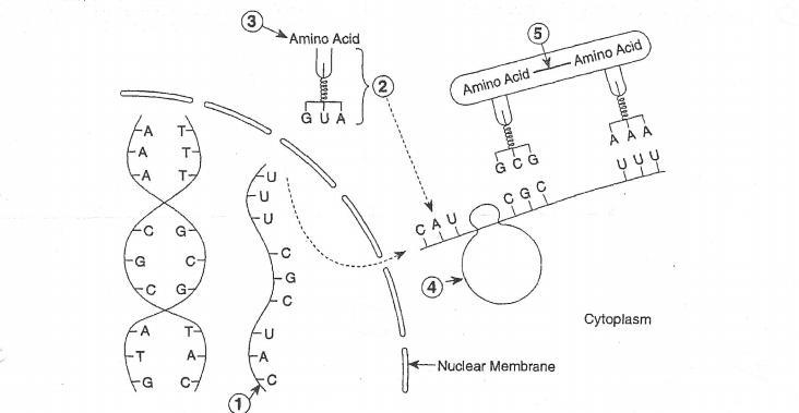 The molecule coded directly from dna is represented by number:-example-1