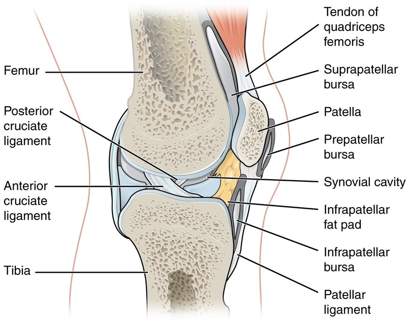 The patella is embedded in the tendon of which muscle? A. Biceps femoris B. Quadriceps-example-1