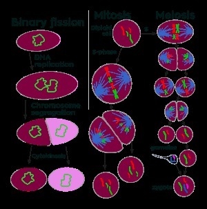 How is meiosis similar to mitosis? A. Both occur in somatic cells. B. Both produce-example-1