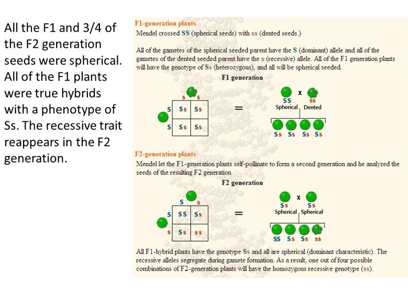 In which generation were recessive traits visible in a few plants in Mendel’s experiments-example-1