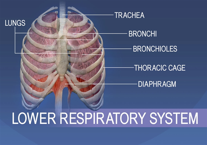 Draw and label the lower respiratory system-example-1