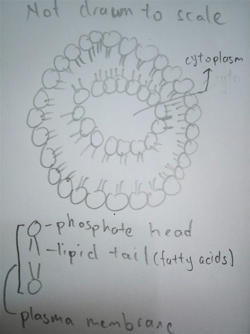 Do the fatty acid tails of the phospholipids of a plasma membrane project into the-example-1