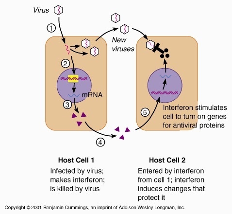 A rise in the level of interferon in the body suggests what kind of infection-example-1