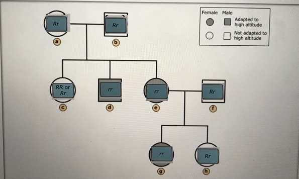 Identify each family member's genotype in this pedigree for high-altitude adaptation-example-1