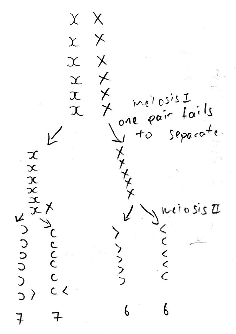 If a cell normally has 12 chromosomes, how many chromosomes would be present in each-example-1