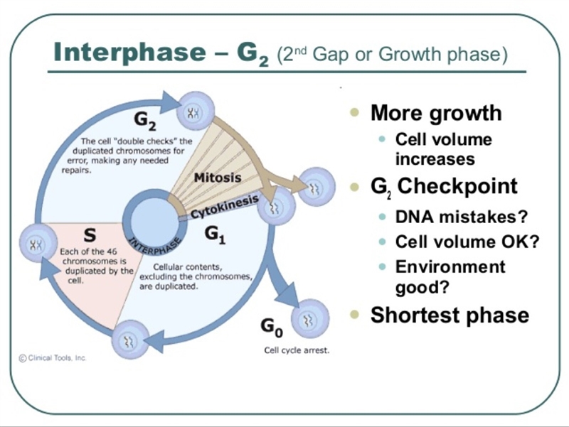 What does the G2 phase of interphase look like-example-1