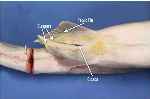 How is the inside surface area maximized in each animal dogfish shark?-example-4