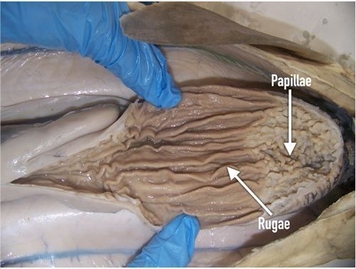 How is the inside surface area maximized in each animal dogfish shark?-example-2