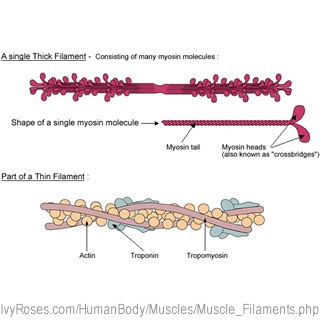 Myofilaments ______. myofilaments ______. include actin and myosin are responsible-example-2