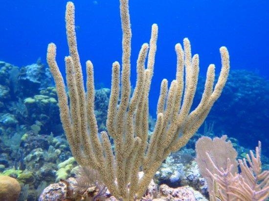 Rowan is doing a project on soft corals. Which is the correct way for Rowan to describe-example-1