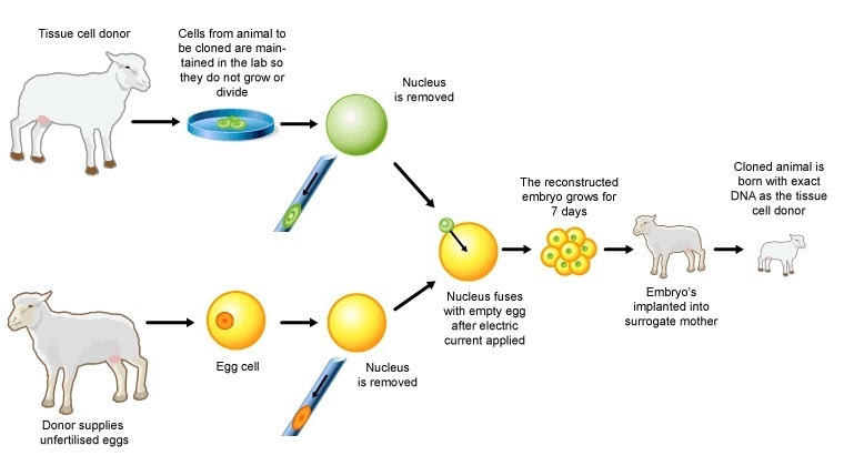 Describe how nuclear transplantation was used to produce dolly-example-1