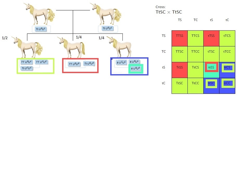 Suppose that in unicorns, two autosomal loci interact to determine the type of tail-example-1