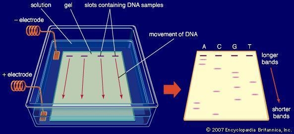 What makes the lines that are the "fingerprints" on an electrophoresis gel-example-1