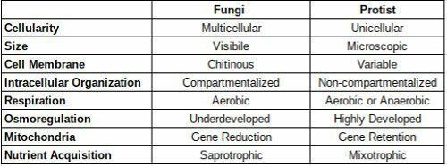 What are the differences between protists and fungi-example-1