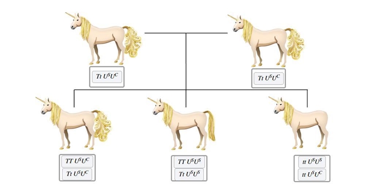 Suppose that in unicorns, two autosomal loci interact to determine the type of tail-example-2