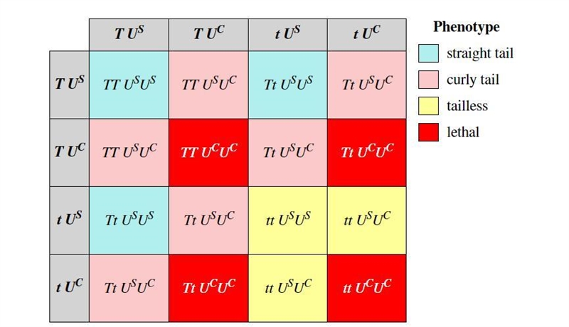 Suppose that in unicorns, two autosomal loci interact to determine the type of tail-example-1