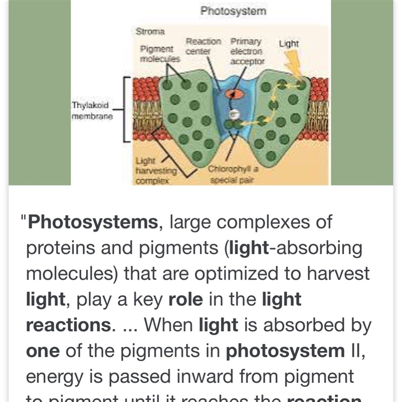 Which is a role of photosystem 1 in the light reactions?-example-1