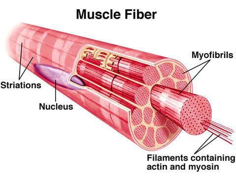 Myofilaments ______. myofilaments ______. include actin and myosin are responsible-example-1