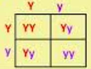 In pea plants, yellow seed color is dominant and green seed color is recessive. What-example-2