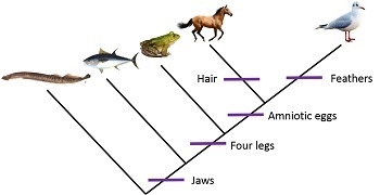 Which of these describes how traits are shown on a branching tree diagram? 1. The-example-1