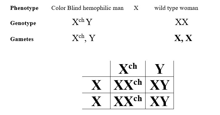 A man who is color blind and has hemophilia and a woman who is wild type have a daughter-example-1