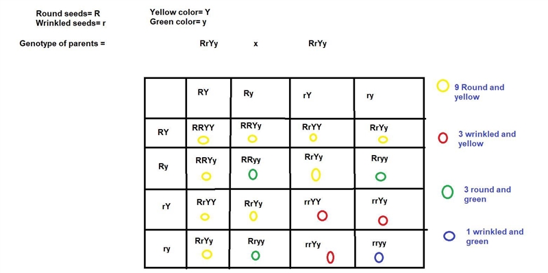 A dihybrid cross is created from plants that are heterozygous for both round seeds-example-1