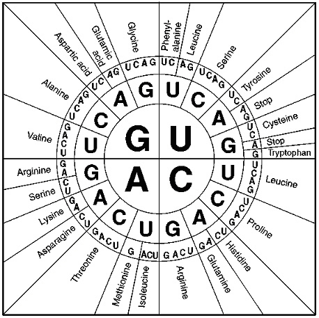 What does the figure above show? a)anticodons b)exons c)introns d)the genetic code-example-1