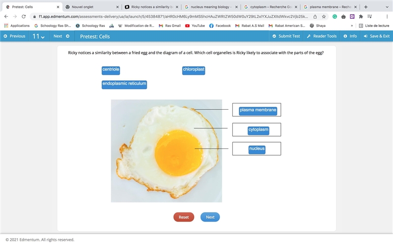 Ricky notices a similarity between a fried egg and the diagram of a cell. Which cell-example-1