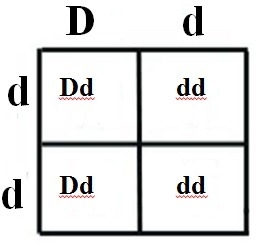 If a homozygous individual expressing the dd genotype for a trait is crossed with-example-1