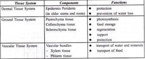 Which of the following function is NOT a function of ground tissue in a plant? A. transports-example-1