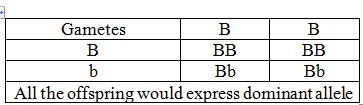 If the parents are Bb and BB what percentage of the offspring will be gray? a.) 0% b-example-1