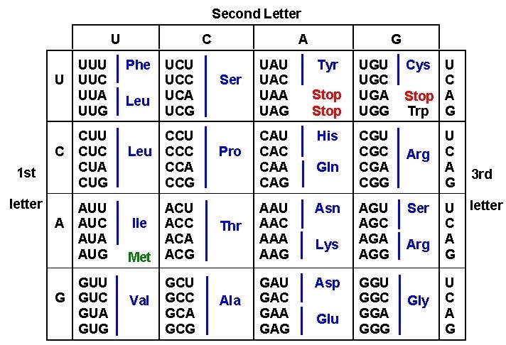 The nucleotide sequence of a dna codon is gta. in an mrna molecule transcribed from-example-1