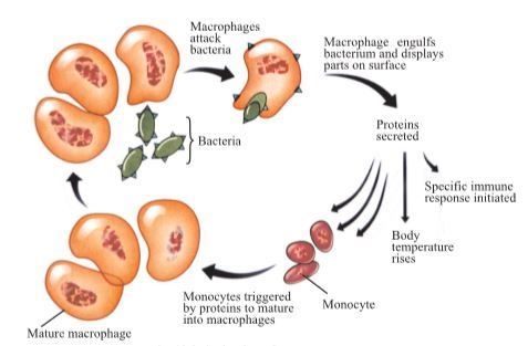 Once pathogens have penetrated the non-specific barriers, they are confronted by macrophages-example-1