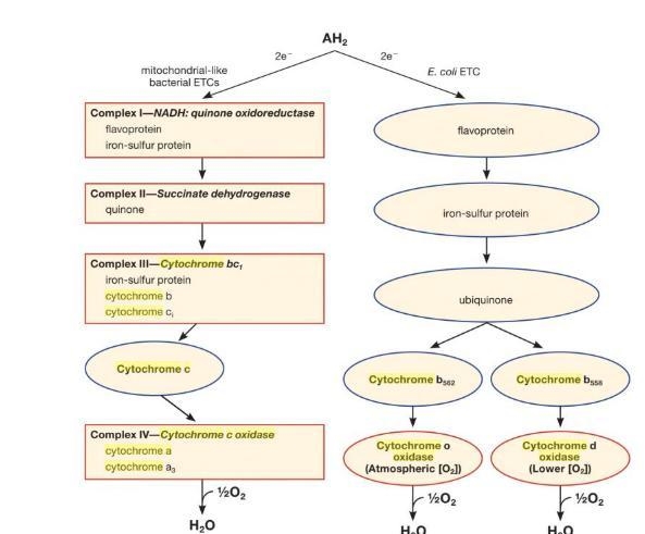 Provide a possible explanation as to why the phenylenediamine reagent reduces cytochrome-example-2