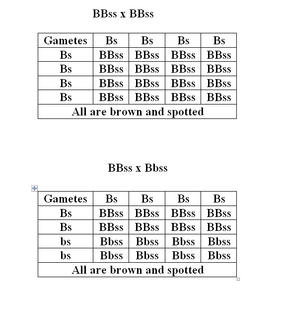 A farmer has brown cows with white spots (genotype BBss) and brown cows with no spots-example-1